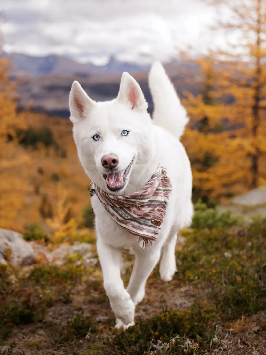 A white husky in a frayed bandana running through autumn larches.