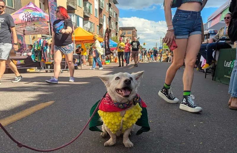 A dog dressed up like corn. You know, a “corn dog.”