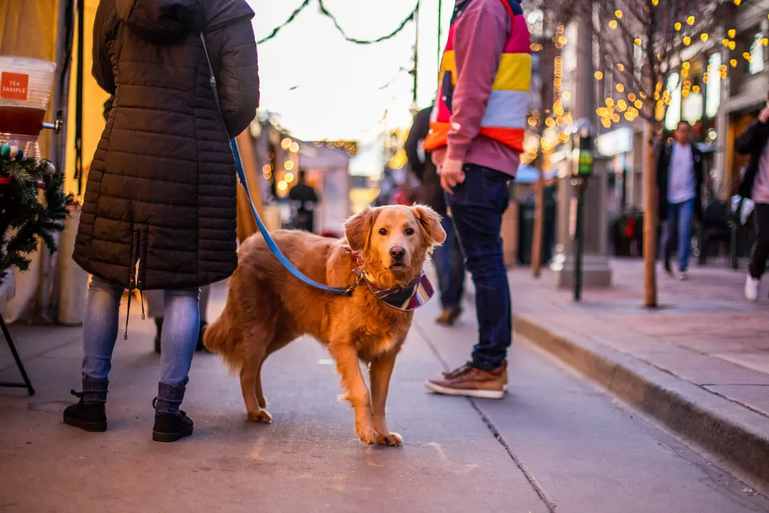 A golden retriever on a leash between its people on a December market night, string lights behind.
