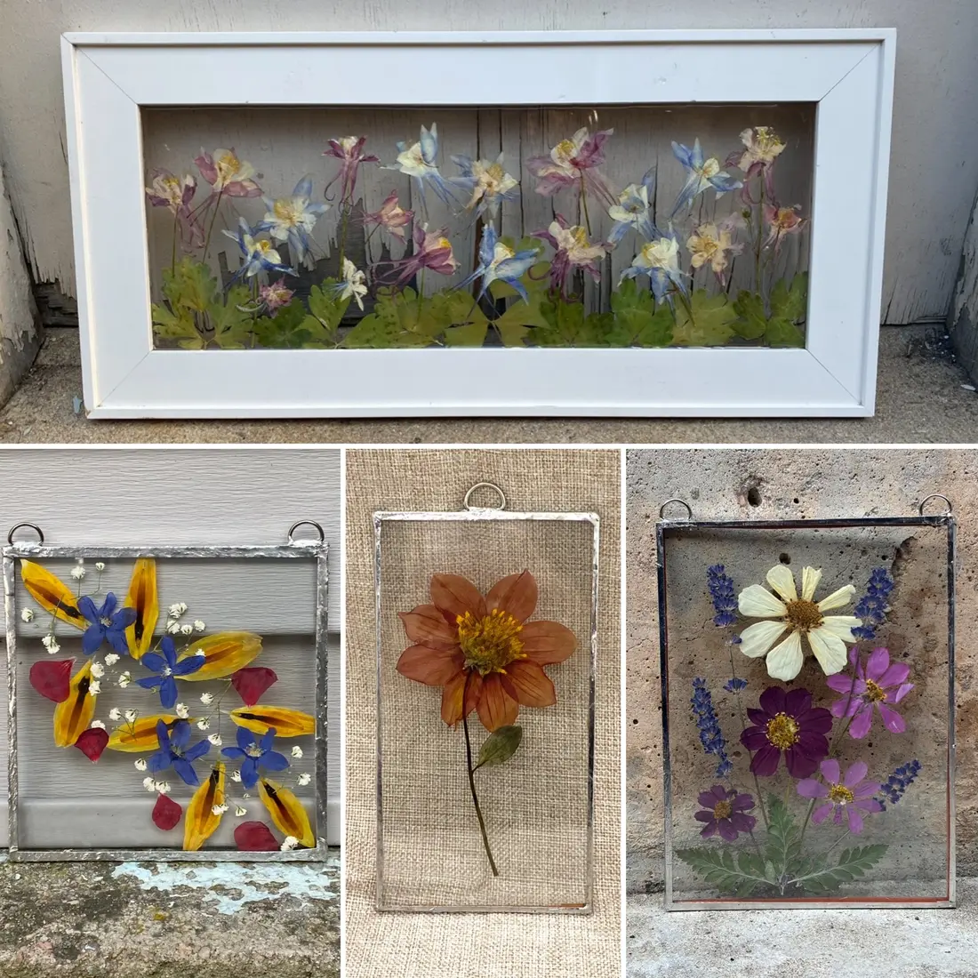 A long white window frame holding a row of pressed wildflowers, stems and all.