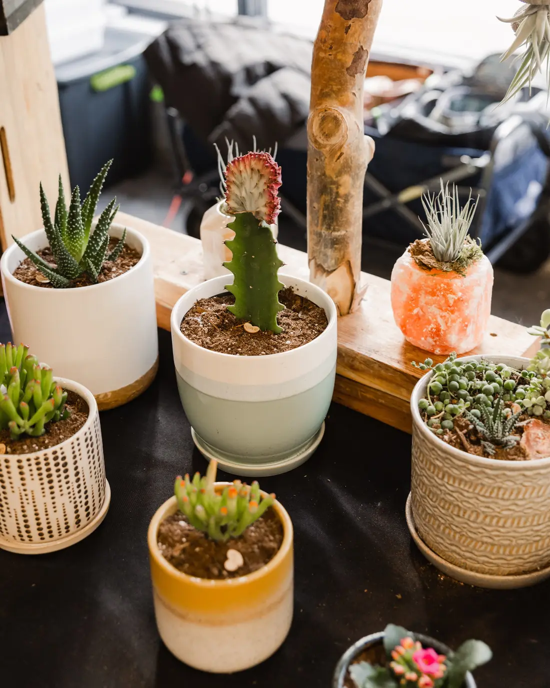 Succulents and a small cactus in handmade pots on a table at the Valentine’s BAZAAR.